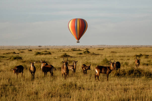 Balloon Safari