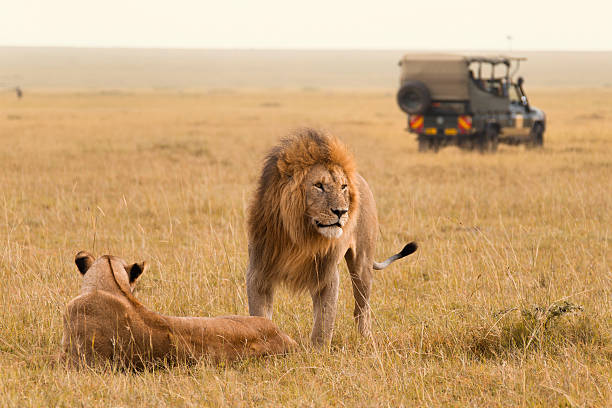 Serengeti Safari