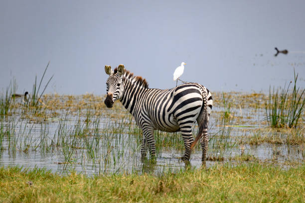 Lake Manyara National Park